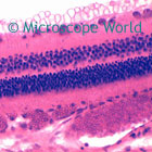 Optic Nerve microscope image