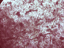 Microscope image, penny 200x