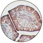 pine needle cross section