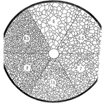 KR808G Grain Counting Reticle