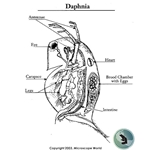 Daphnia under the Microscope