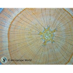 Woody Stem Under the Microscope