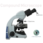 What is a Compound Microscope?