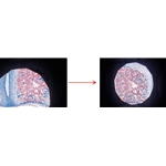 How to Center a Microscope Condenser: Step-by-Step Guide
