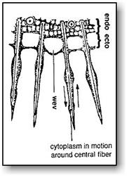 Science Video: Protozoans III, Wonder Down Under