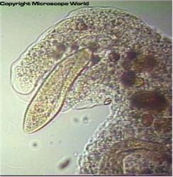 Science Video: Protozoans I, Water Circus