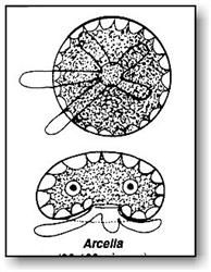 Science Video: Protozoans II, In the Eye of a Needle