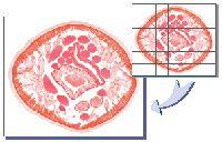 Motic Advanced 3.2 Version Microscopy Software