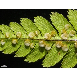 Zeiss Stemi 508 Stereo Microscope Images