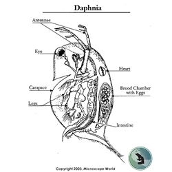 Daphnia under the Microscope