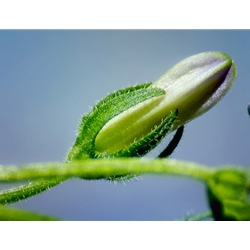 Zeiss Stemi 305 Stereo Microscope Images