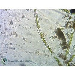 Paramecium Microscope Project