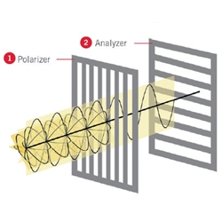 Microscopy Polarization Explained