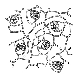 Plant Stomata under the Microscope