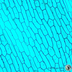 How To Prepare an Onion Cell Slide