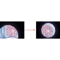 How to Center a Microscope Condenser: Step-by-Step Guide
