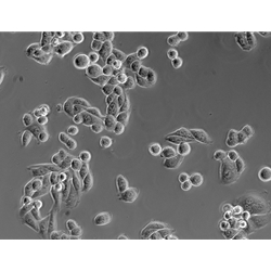 What is a Phase Contrast Microscope Used For?