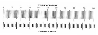 Measuring with a Microscope