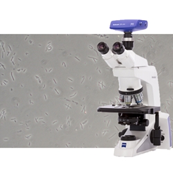 PAXcam CCD Microscope Cameras
