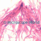 Smooth Muscle Microscope Image