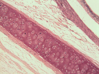 Trachea under the microscope, 100x