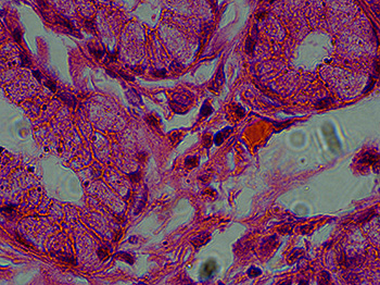 100x motic panthera stomach 100x motic panthera stomach