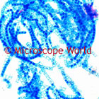 blue green algae microscope image
