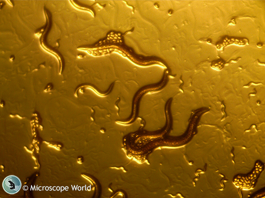 C. Elegans under the Stereo Microscope C. Elegans under the Stereo Microscope