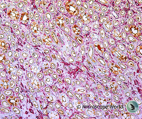 Dog Kidney under the Microscope