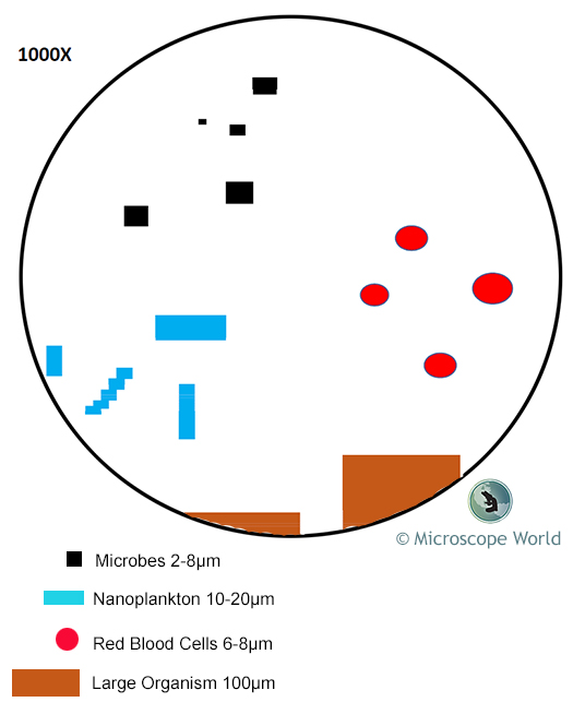 Microscope Field of View at 1000x Magnification Microscope Field of View at 1000x Magnification