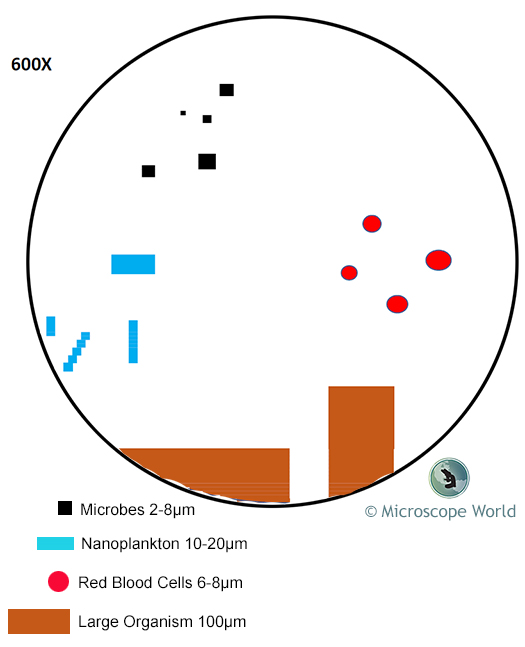 Microscope Field of View at 600x Magnification Microscope Field of View at 600x Magnification