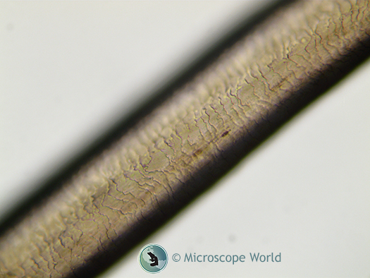 Hair shaft focused on the bottom of the shaft Hair analysis under the microscope