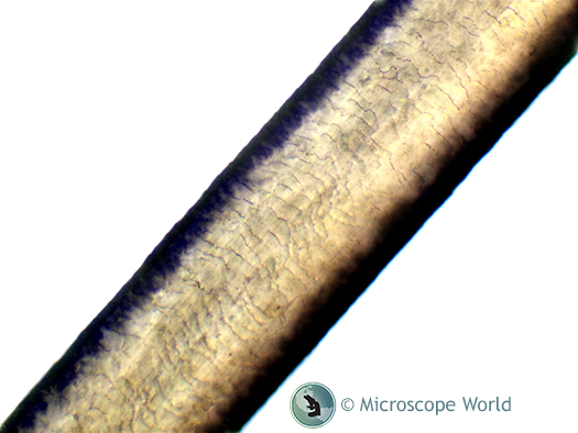 Extended depth of focus microscope image of hair Hair Shaft under the microscope with EDF