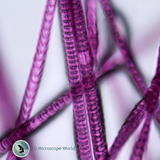 Hare Hair Under the Microscope Hare Hair Under the Microscope