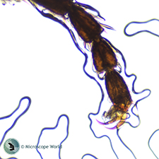 House Fly Leg Under the Microscope House Fly Leg Under the Microscope