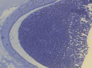 Biology image: nerve