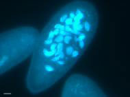 paramecium image