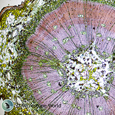 Pine Stem under Microscope Pine Stem under Microscope