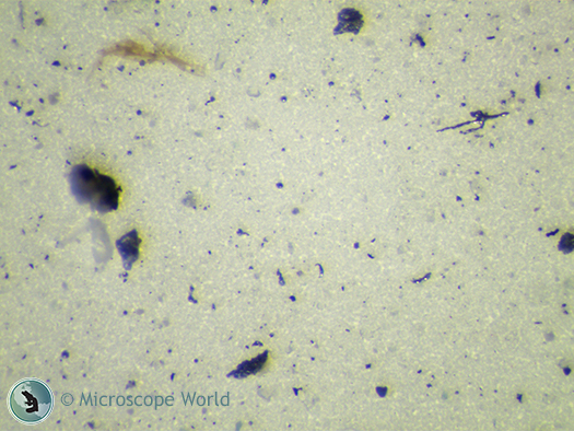 Filter patch under the stereo microscope at 90x. Filter patch under the stereo microscope at 90x.