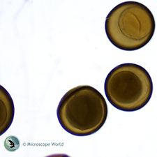 Shrimp Egg Under the Microscope Shrimp Egg Under the Microscope