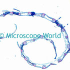 wheat rust microscope image