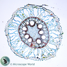 Zea Mays (Corn) Root Prepared Microscope Slide