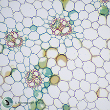 Zea Mays Stem (corn) under the Microscope