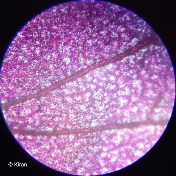 Bougainvillea under the microscope at 10x Bougainvillea under the microscope at 10x