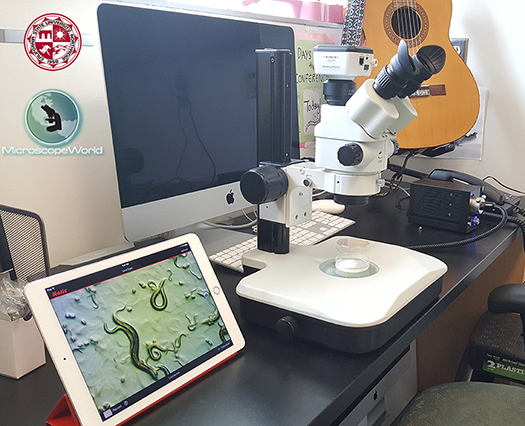C. Elegans Worm Microscope C. Elegans Worm Microscope