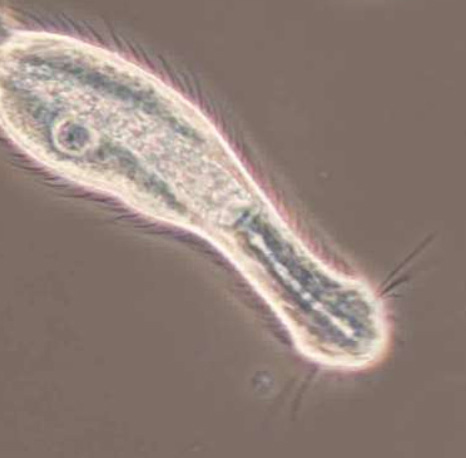 Gastrotrich under the microscope Gastrotrich under the microscope