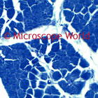 Striated Muscle Microscope Image