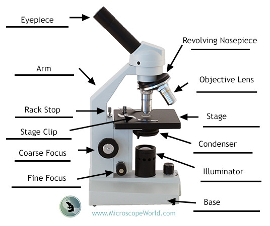 Label the Parts of the Compound Microscope Compound Microscope Parts Labeled