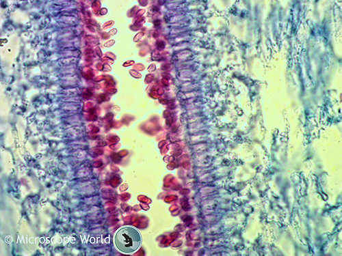 Mushroom under a compound biological microscope at 400x. Mushroom under a compound microscope.
