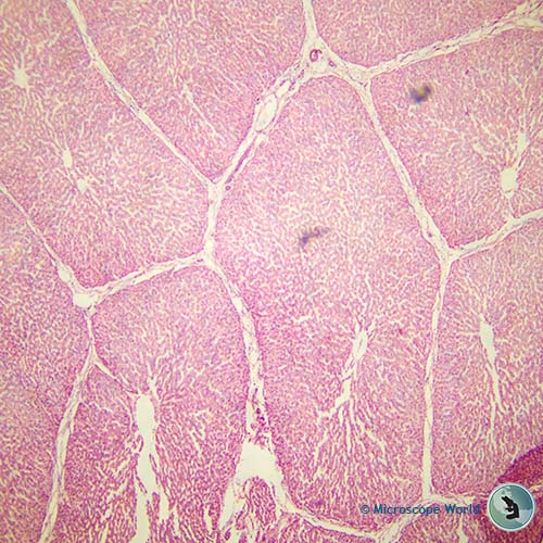 pig liver under the microscope 40x pig liver under the microscope 40x